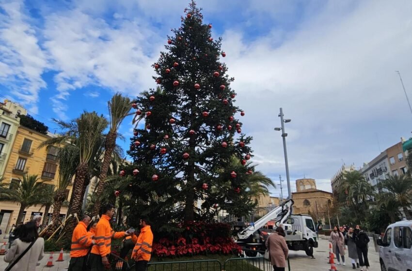  Valencia instala un abeto de 11 metros en la Plaza de la Reina