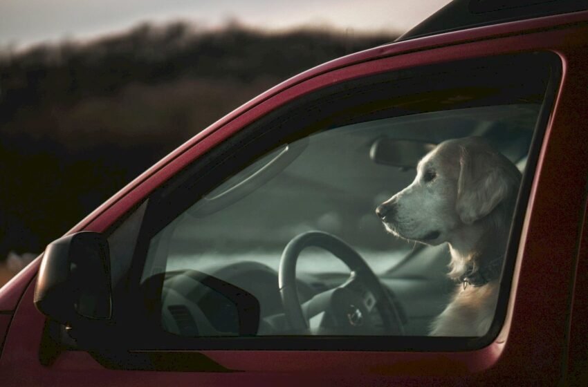  Uber Pet llega a Valencia para facilitar la movilidad con mascotas